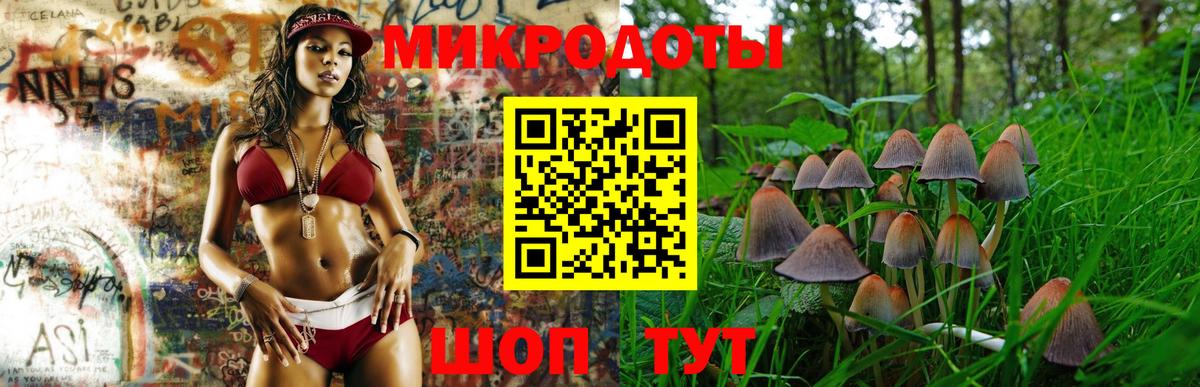 Галлюциногенные грибы Psilocybe Сокол